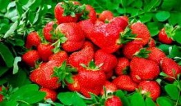 草莓 精彩爆料视频大全,精彩爆料视频大盘点